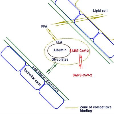SARS-CoV-2 Bound Human Serum Albumin and Systemic Septic Shock